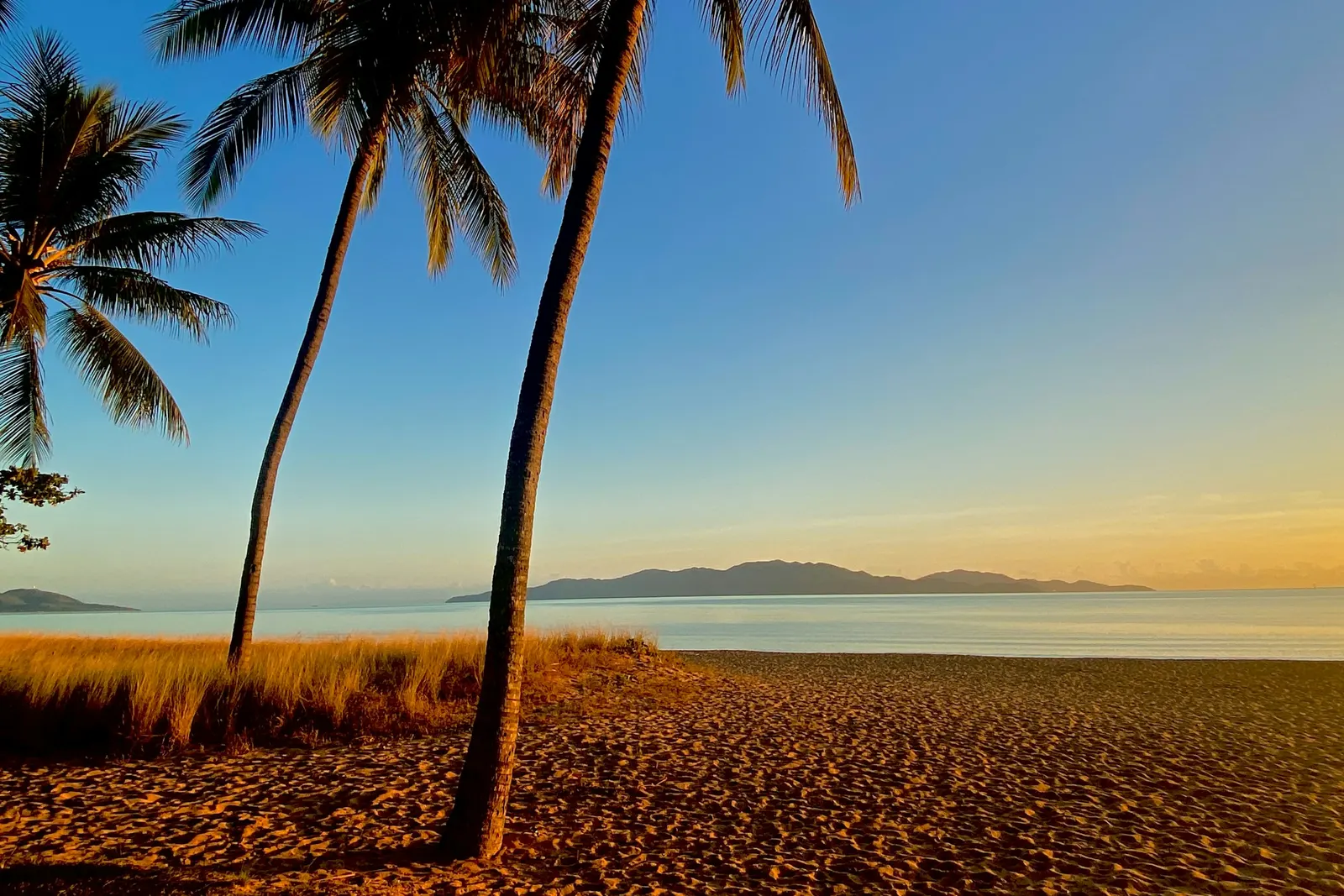 Palms along the Strand at Townsville looking out to Magnetic Island