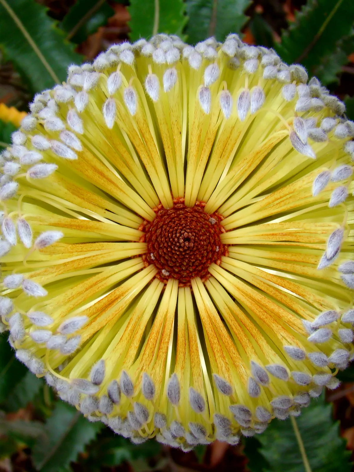 Banksia skyline
